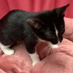 A baby medium-sized male Black Domestic Short Hair cat named Ziti for adoption in Green Valley, AZ