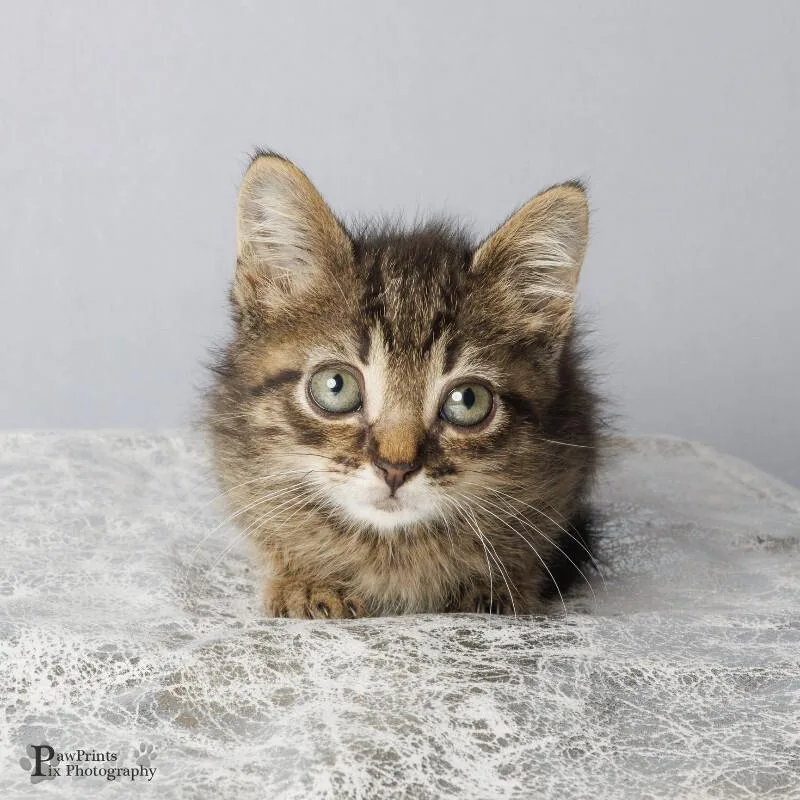 A young medium-sized male Tabby (Gray / Blue / Silver) Domestic Short Hair cat named Griffin for adoption in Maryville, TN