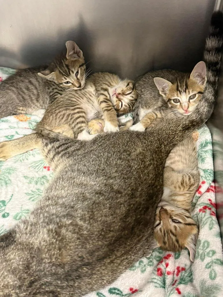 A baby medium-sized female Scottish Fold cat named Medinah for adoption in Sorrento, LA