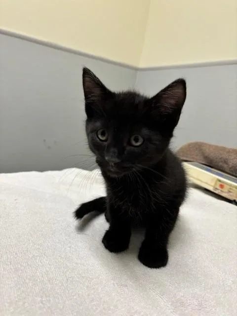 A baby small-sized male Domestic Short Hair cat named Charm for adoption in Leesburg, VA