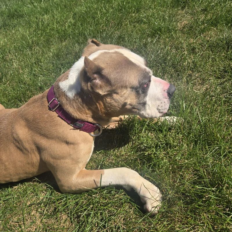 An adult medium-sized female Brown / Chocolate Terrier dog named Athena for adoption in Joliet, IL