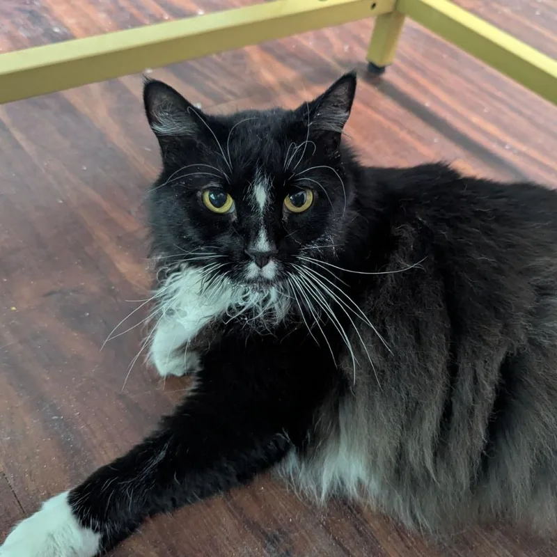 A senior extra large-sized male Black & White / Tuxedo Domestic Long Hair cat named Preston for adoption in Ocala, FL
