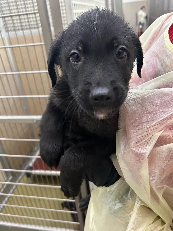 A young small-sized male Brown / Chocolate Mixed Breed dog named Asher for adoption in Hobbs, NM