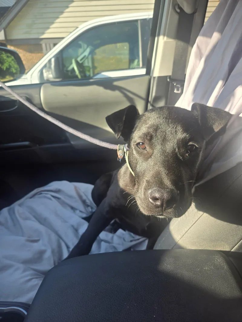 A young medium-sized male Black Labrador Retriever dog named Ace for adoption in Olive Branch, MS