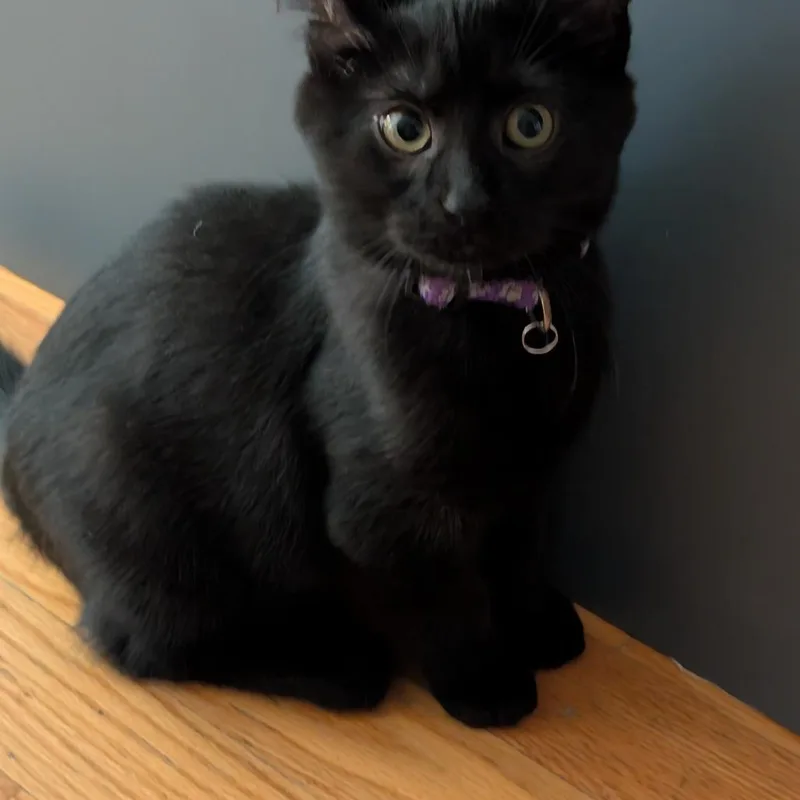 A baby small-sized female Black Domestic Short Hair cat named Glam for adoption in Wheeling, IL