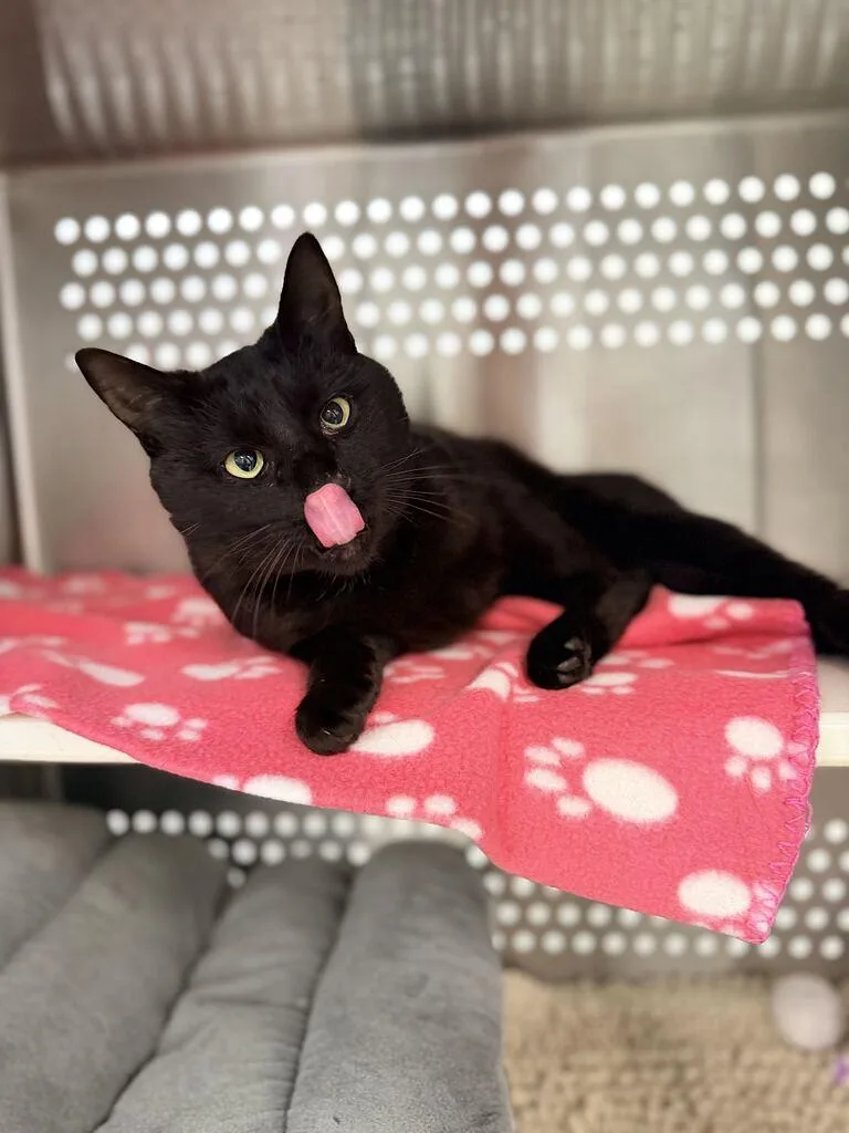 An adult medium-sized male Domestic Short Hair cat named Phantom for adoption in Jackson, MI