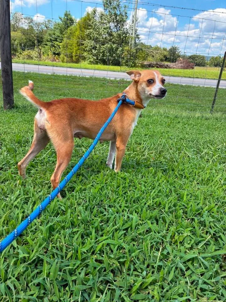 An adult small-sized female White / Cream Chihuahua dog named Cinnamon for adoption in Munfordville, KY