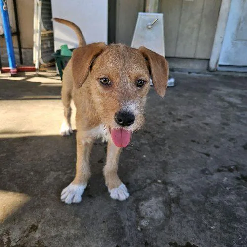 A baby small-sized female Red / Chestnut / Orange Mixed Breed dog named Gamora for adoption in Hamden, CT