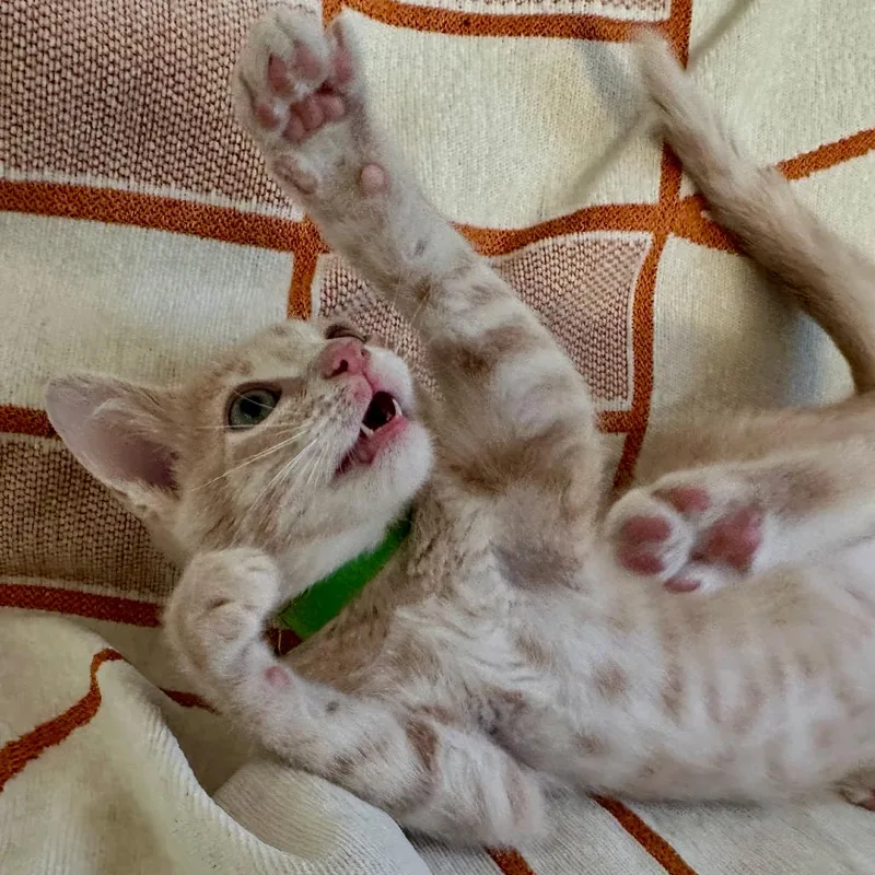 Tofu