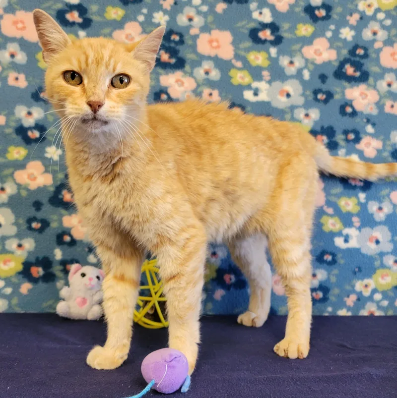 An adult medium-sized female Domestic Short Hair cat named Hammy for adoption in ALPINE, TX