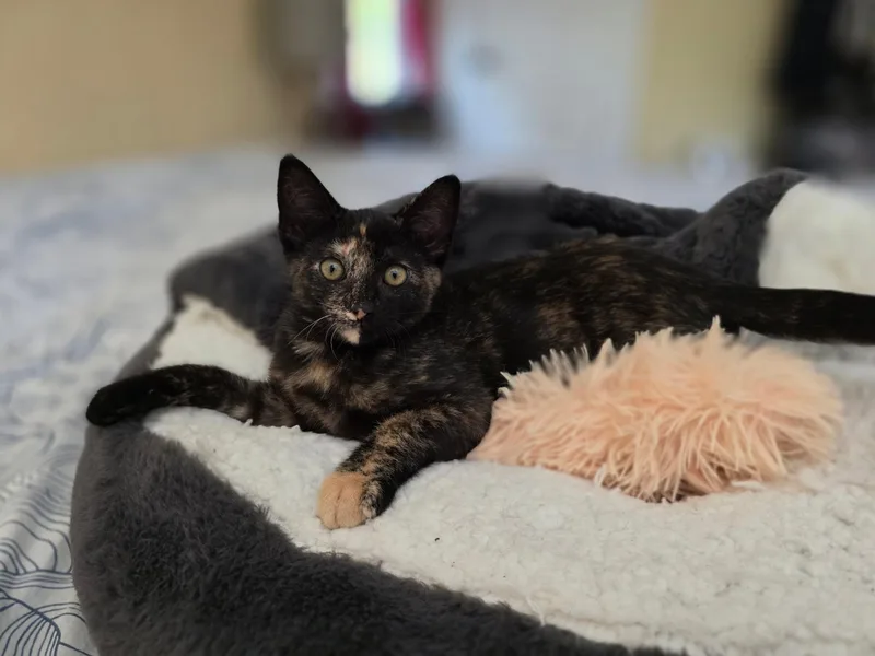 A baby small-sized female Domestic Short Hair cat named Abigail for adoption in South Pasadena, CA