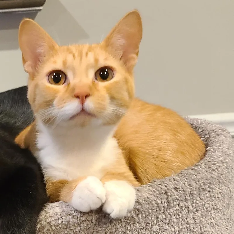 Cheddar Puff