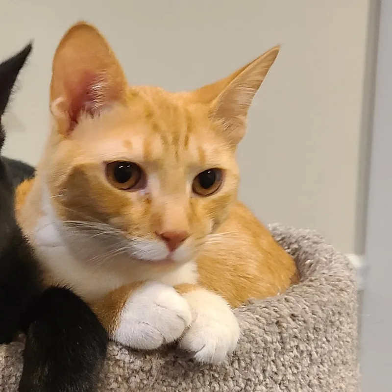 Cheddar Puff thumbnail 2