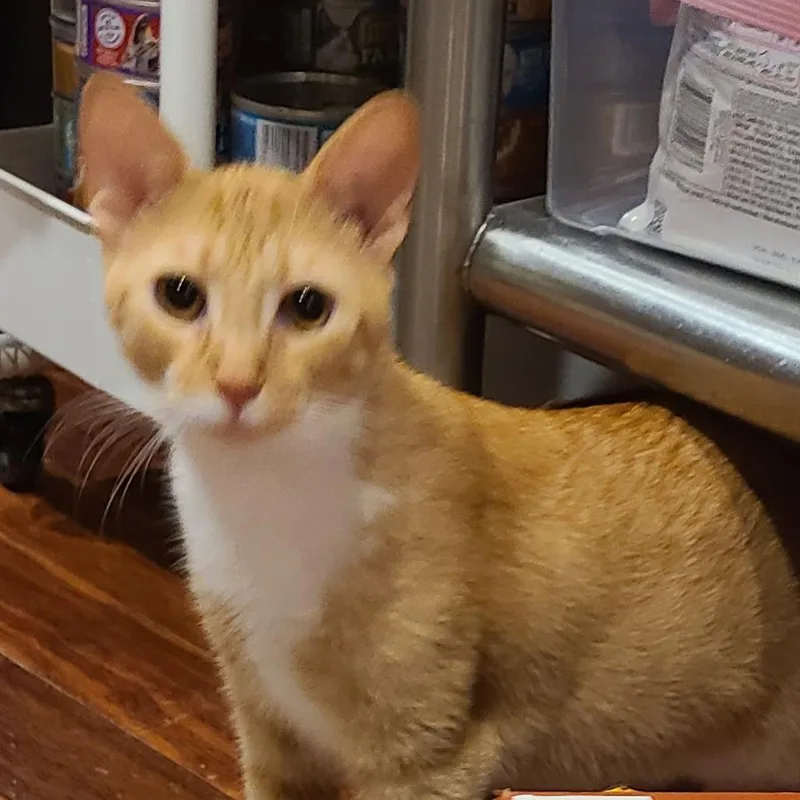 Cheddar Puff thumbnail 3