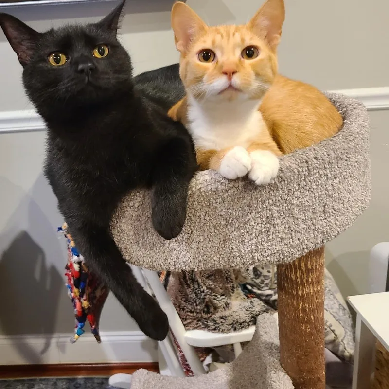 Cheddar Puff thumbnail 4