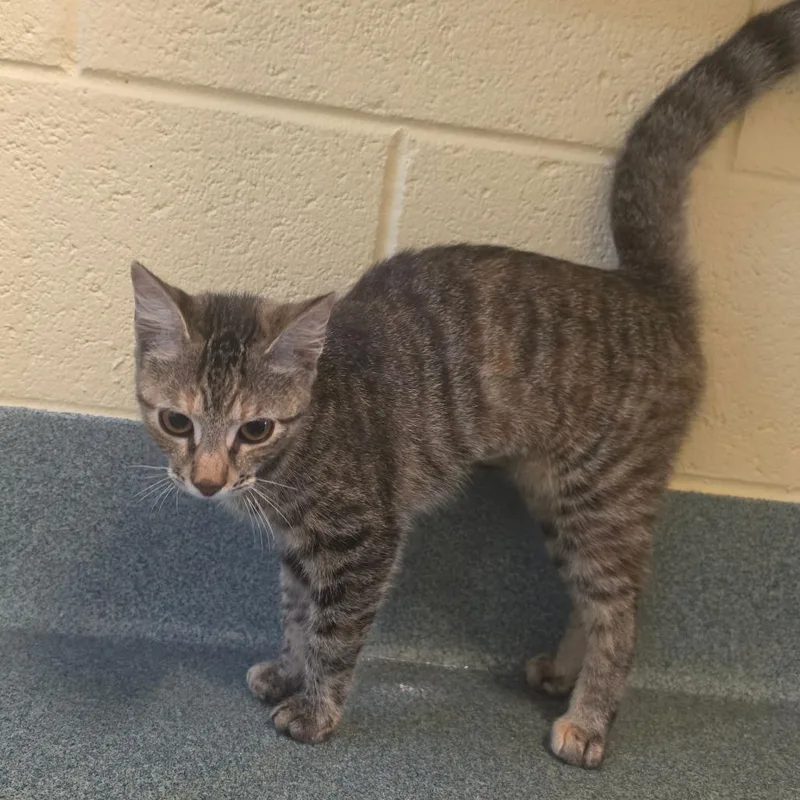 A young small-sized female Brown / Chocolate Domestic Short Hair cat named Sophie for adoption in Naples, FL
