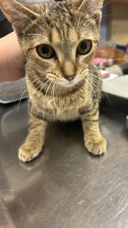 A young small-sized female Domestic Short Hair cat named Sage for adoption in Chamblee, GA