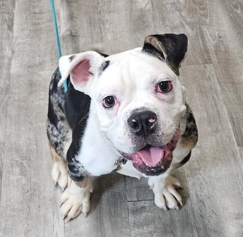 A baby medium-sized male American Bulldog dog named Tater Tot for adoption in Ellijay, GA