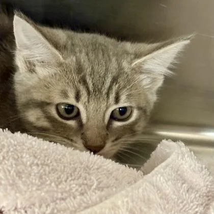 A baby small-sized male Domestic Short Hair cat named Kingston for adoption in Sacramento, CA