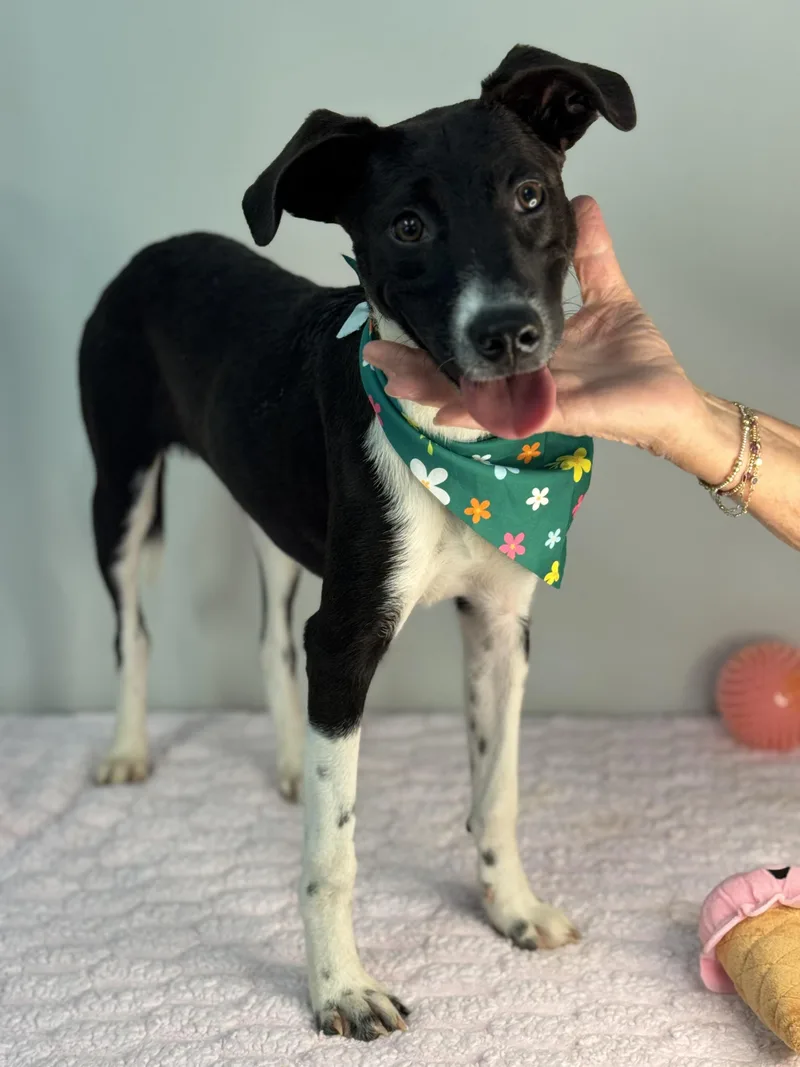 A young small-sized female Black Terrier dog named Spindle for adoption in Meherrin, VA