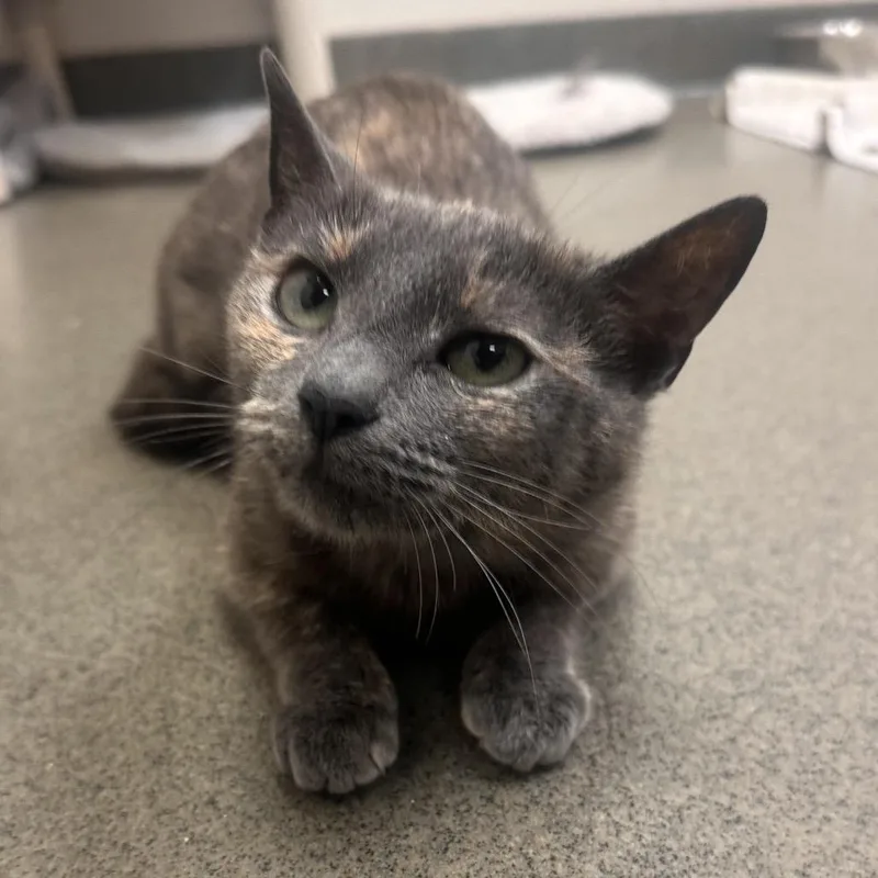 A young small-sized female Tortoiseshell Domestic Short Hair cat named Geisha for adoption in Rocky Mount, VA