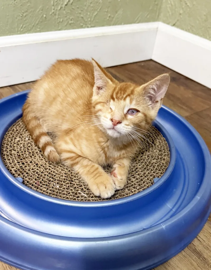 A baby medium-sized male Orange / Red Tabby cat named Mulligan super affectionate for adoption in Neenah, WI