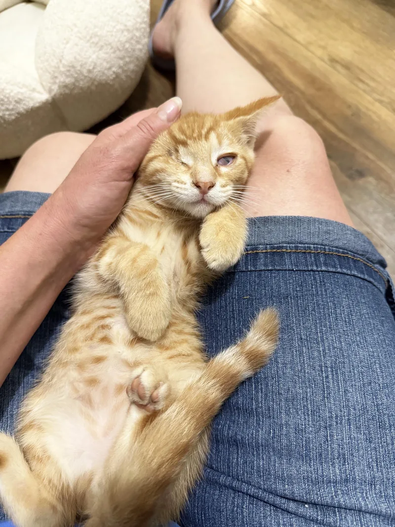 Mulligan  super affectionate thumbnail 2