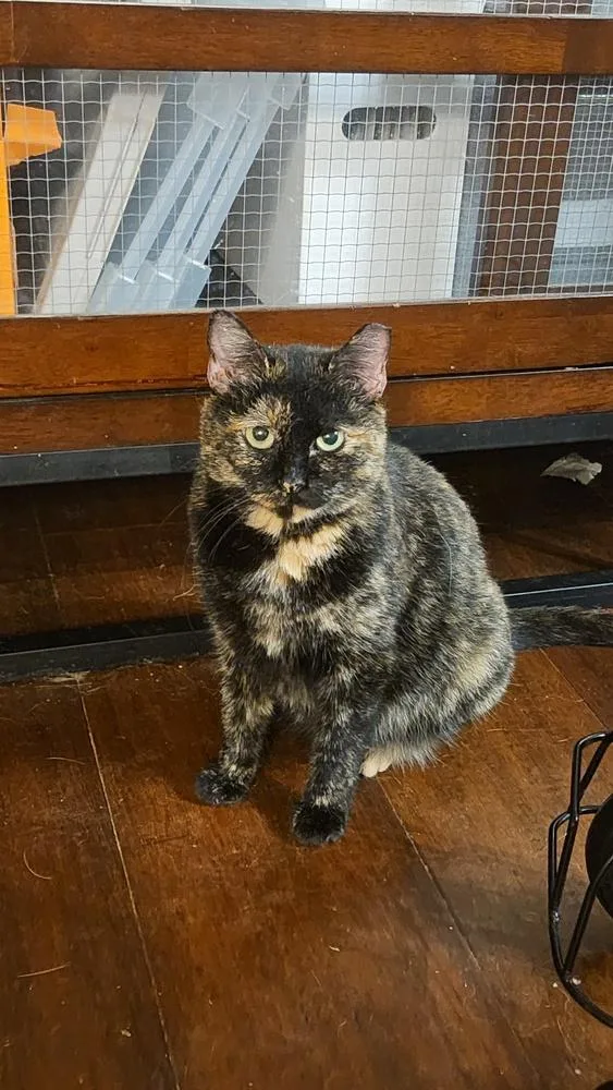 An adult medium-sized female Domestic Short Hair cat named Starry for adoption in Salisbury, NC