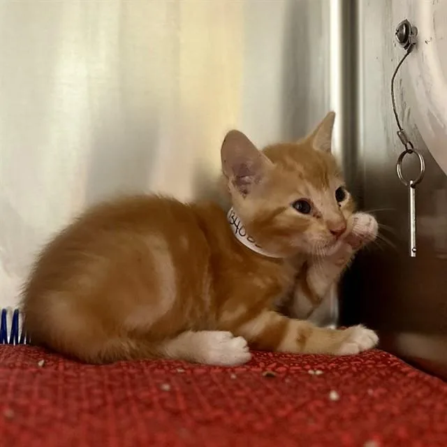 A baby small-sized male Domestic Short Hair cat named Yoshi for adoption in Riverside, CA