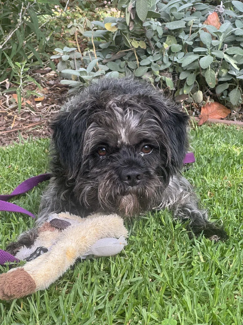 An adult medium-sized male Cockapoo dog named Oscar for adoption in Orange, CA