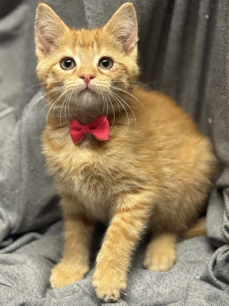 A baby medium-sized female Orange / Red Domestic Short Hair cat named Zucchini for adoption in Fredericksburg, VA