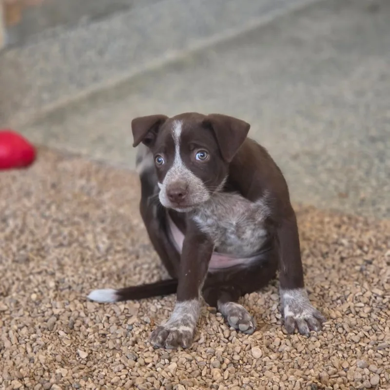 A baby medium-sized female Brown / Chocolate Australian Cattle Dog / Blue Heeler dog named Jyll JuM for adoption in Austin, TX