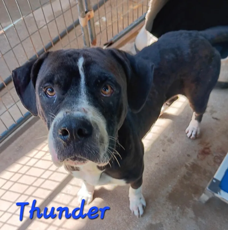 A young medium-sized male Bull Terrier dog named Thunder for adoption in Marianna, FL