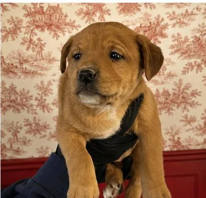A baby medium-sized female Hound dog named Etouffee for adoption in West Memphis, AR