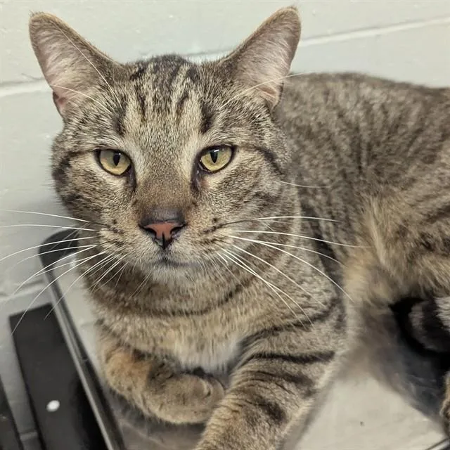 An adult medium-sized male Domestic Short Hair cat named Asuma for adoption in Olivette, MO
