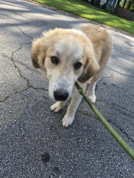 A young medium-sized male Great Pyrenees dog named Pen for adoption in Lawrenceville, GA