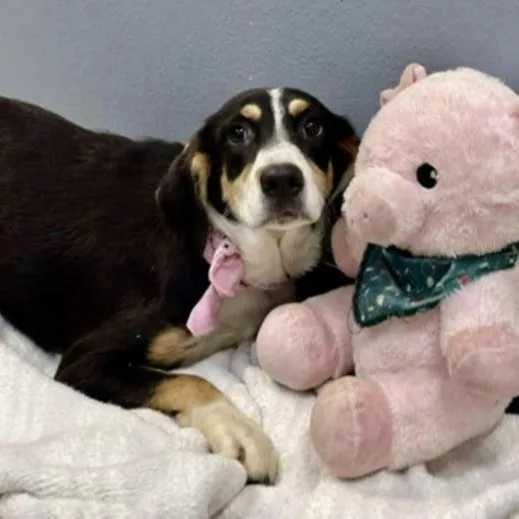 Lucy Fka Indigo thumbnail 2