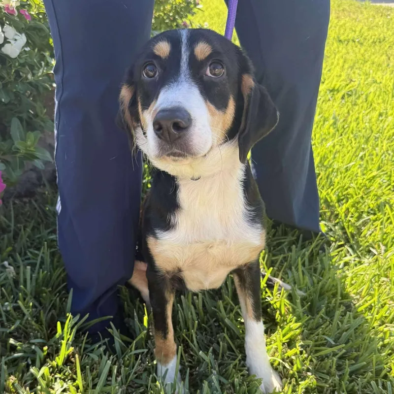 Lucy Fka Indigo thumbnail 3