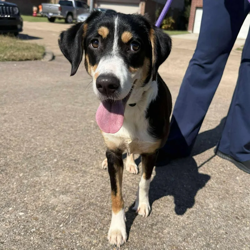 Lucy Fka Indigo thumbnail 6