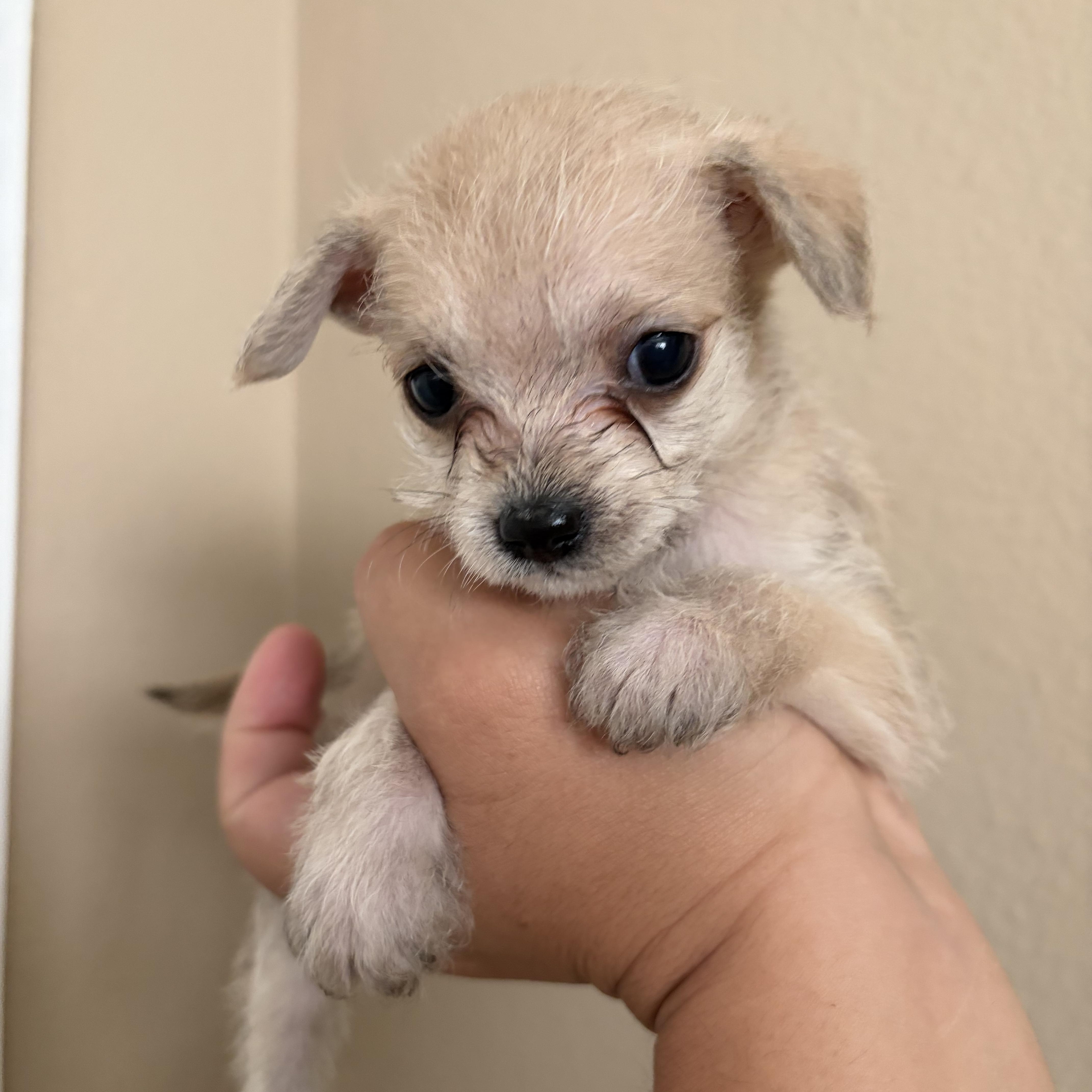 A baby small-sized female Chihuahua dog named Fern for adoption in Corona, CA