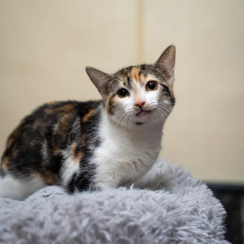 A young medium-sized female Torbie Domestic Short Hair cat named Abigail for adoption in Gainesville, GA