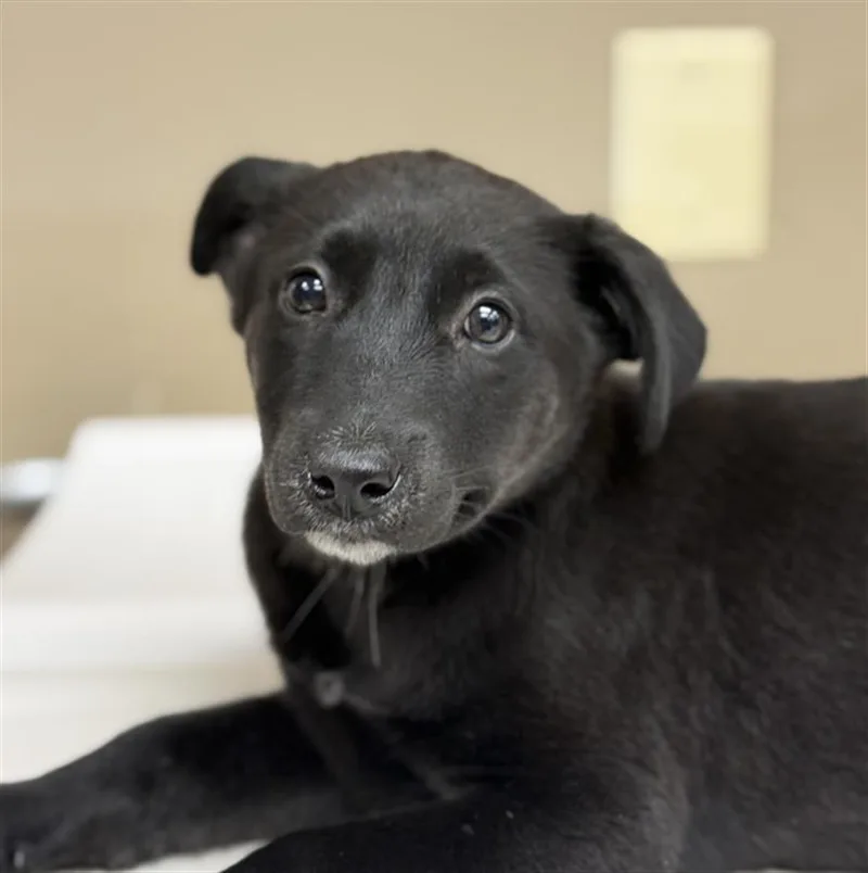 A baby small-sized female German Shepherd Dog dog named Little Sister for adoption in Conroe, TX