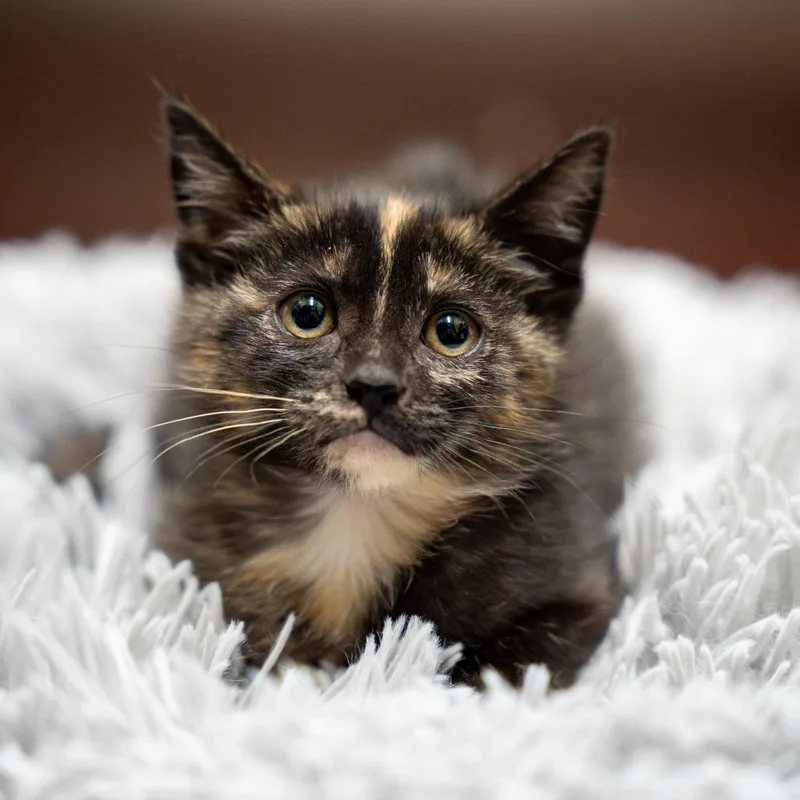 A baby small-sized female Tortoiseshell Domestic Short Hair cat named Mocha for adoption in Gainesville, GA
