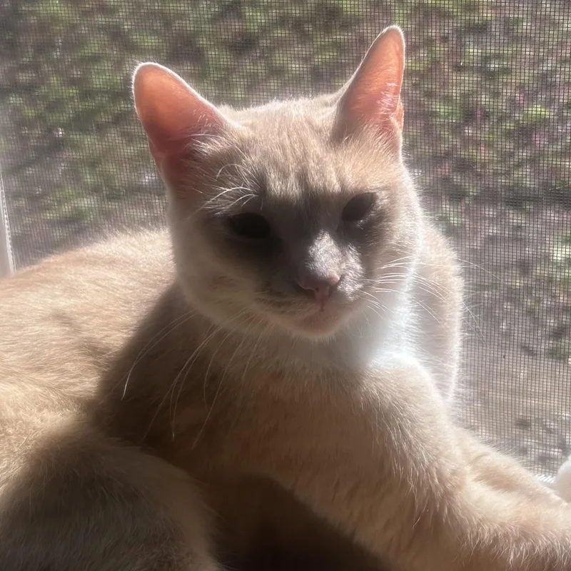 An adult medium-sized male Orange & White Tabby cat named Sushi for adoption in Newport, OR