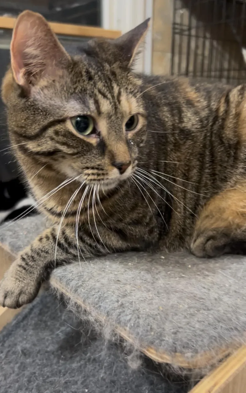 Druscilla thumbnail 3