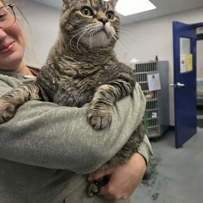 Phat Kat ~ PLUS