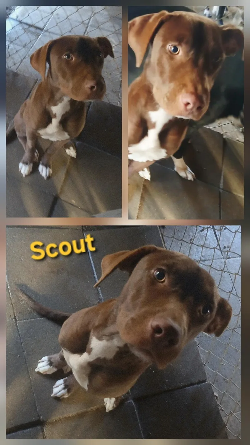 Scout thumbnail 3