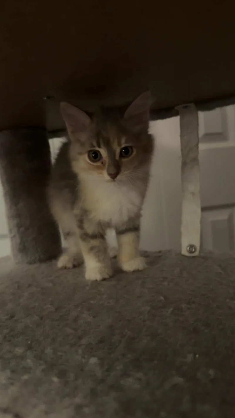 A baby small-sized female Dilute Calico Dilute Calico cat named Daphne for adoption in Edmond, OK