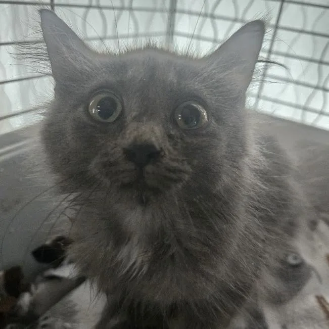 A baby small-sized female Gray / Blue / Silver Domestic Long Hair cat named Misty for adoption in Sioux Falls, SD