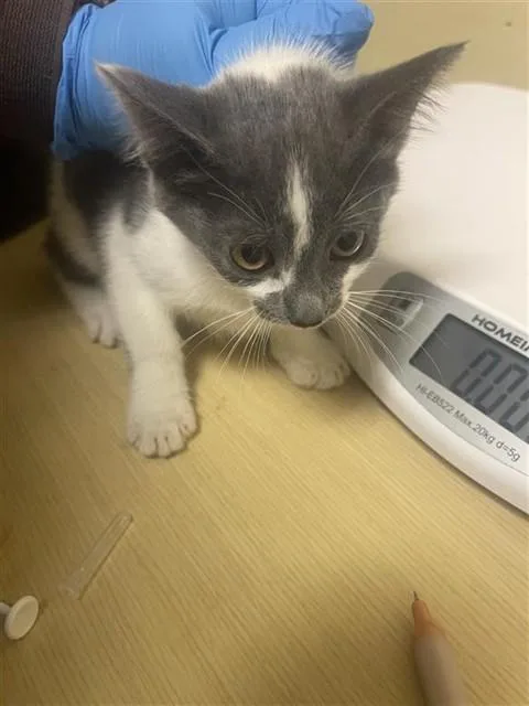 A baby small-sized female Domestic Short Hair cat named Mai for adoption in Sacramento, CA